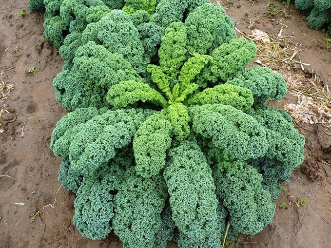 300+ Seeds Kale Bush Dinosaur Giant Cabbage - Vegetable Green