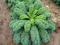 300+ Seeds Kale Bush Dinosaur Giant Cabbage - Vegetable Green