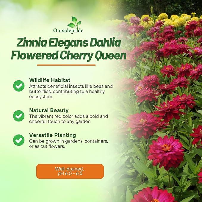 Outsidepride Dahlia Flowered Cherry Queen Zinnia Seeds - 2000 Pcs Annual, Hardy, Drought Tolerant & Deer Resistant, Ideal for Cut Flowers, Containers, Pots, Pollinator Gardens, Background & Borders