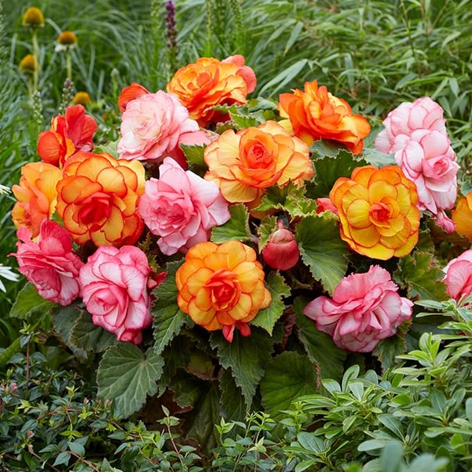 100+ Wax Begonia Seeds for Planting Perennial Large-Flowered Non-GMO Mixed Begonia Seeds Garden Outdoor Indoor