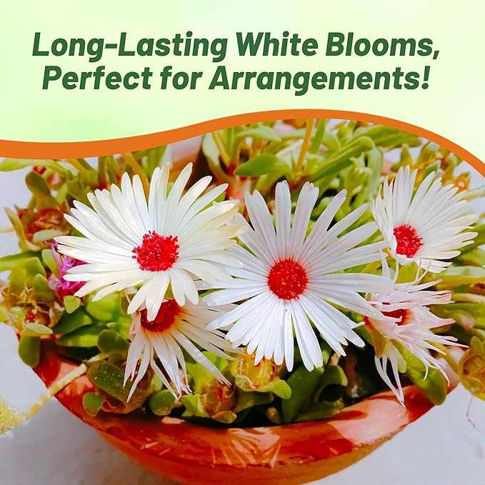 Outsidepride Gelato White Ice Plant Seeds - 10000 Pcs Perennial, Drought Tolerant Ground Cover Seeds for Planting Vibrant Trailing Blooms, Ideal for Sunny Gardens & Xeriscape Landscaping