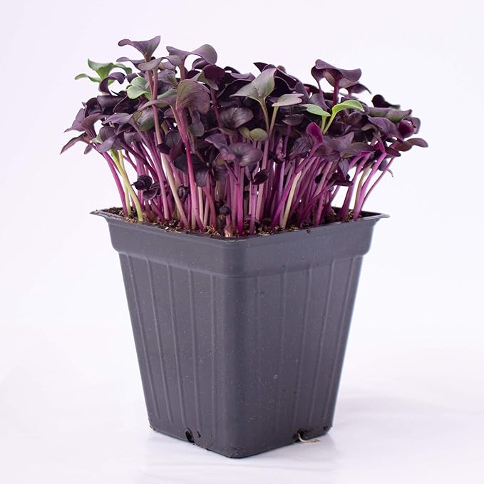 Purple Radish Microgreens Seeds - 4 Oz ~10,700 Seeds - Premium, Non-GMO - for Growing Micro Greens - Raphanus sativus