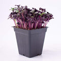 Purple Radish Microgreens Seeds - 1 Lb ~42,800 Seeds - Premium, Non-GMO - for Growing Micro Greens - Raphanus sativus
