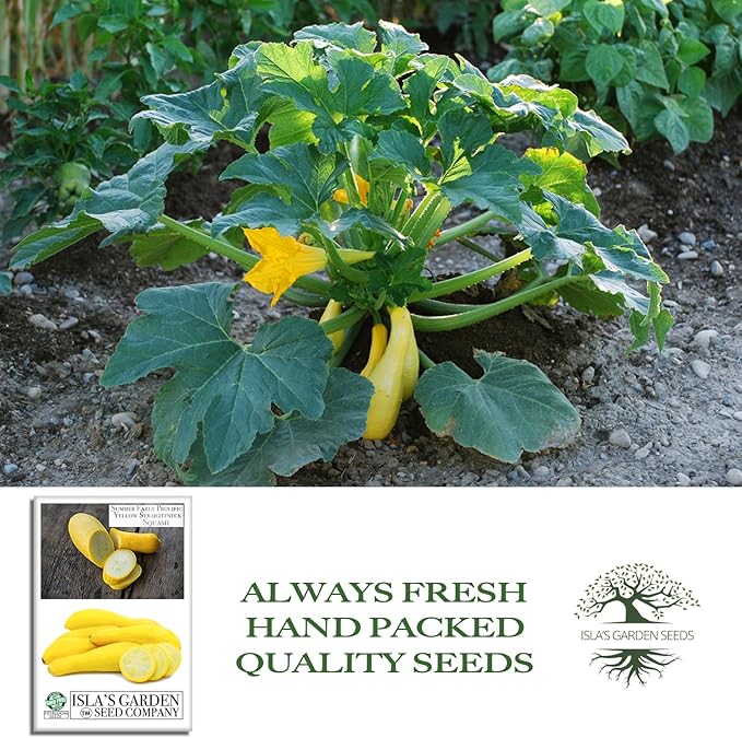 Early Prolific Straightneck Squash Seeds – 50+ Non-GMO & Heirloom Vegetable Seeds, Cucurbita Pepo, Fast Growing Yellow Summer Squash, High Yield for Containers & Gardens, Gift Idea by Isla’s Garden