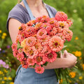 Zinnia Seeds - Benary Giant Coral - Packet - Pink Flower Seeds, Open Pollinated Seed Attracts Bees, Attracts Butterflies, Attracts Hummingbirds, Attracts Pollinators, Easy to Maintain & Grow, Fast