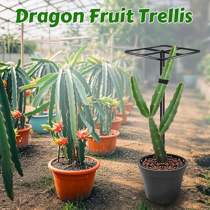 Metal Dragon Fruit Trellis，Adjustable Dragon Fruit Plant Trellis for Vertical Gardening and Climbing Plants Trees Cactus Garden Outdoor Indoor Potted Support （Black）