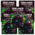 Chocolate Cherry Sunflower Seeds for Planting | Rare Burgundy Black Blooms, 6-7ft Giant Non-GMO Heirloom Flower - Survival Garden Seeds (5 Packs)