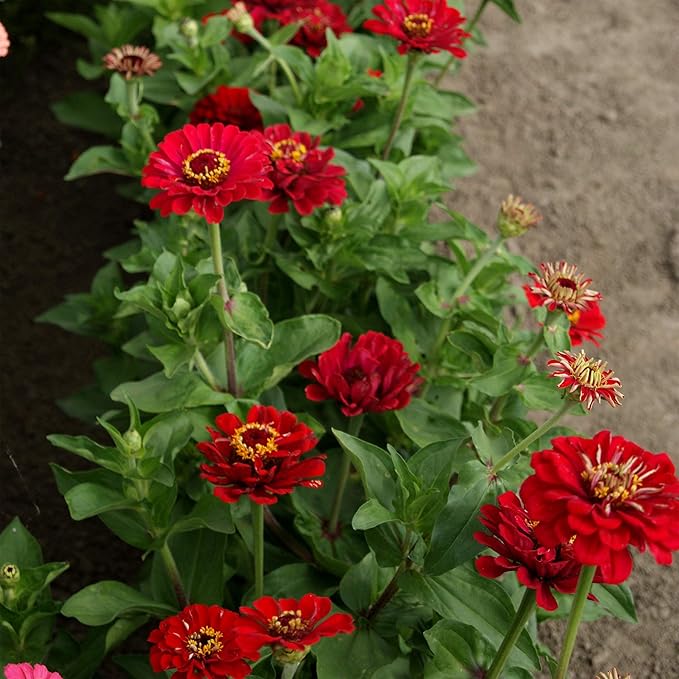 Outsidepride Dahlia Red Meteor Zinnia Seeds - 1000 Pieces Annual, Heat & Drought Tolerant Flower Seeds for Planting w/Vibrant Blooms for Pollinator Gardens & Floral Arrangements