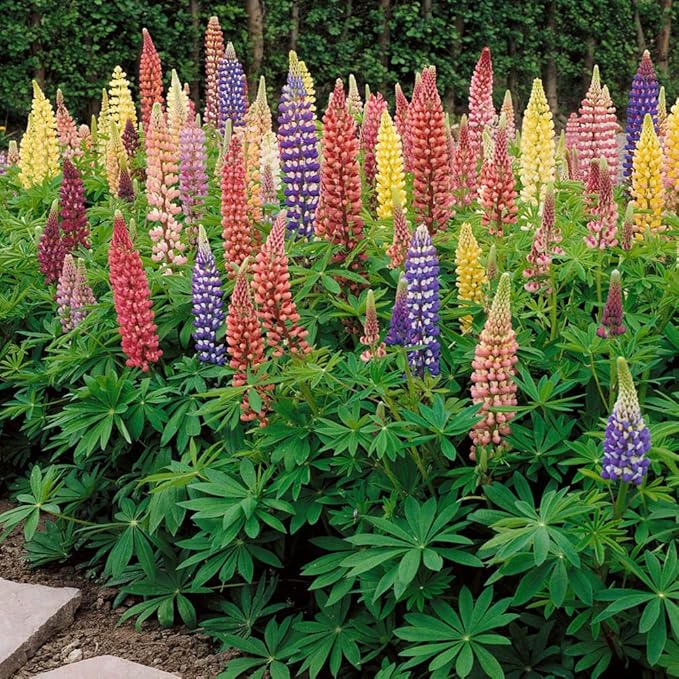 Outsidepride Mixed Russells Lupine Seeds - 1 Lb. Perennial, Self-Sowing, Cold Hardy & Frost Tolerant Wildflower Seeds for Fall Planting, Ideal for Attracting Pollinators & Hummingbirds