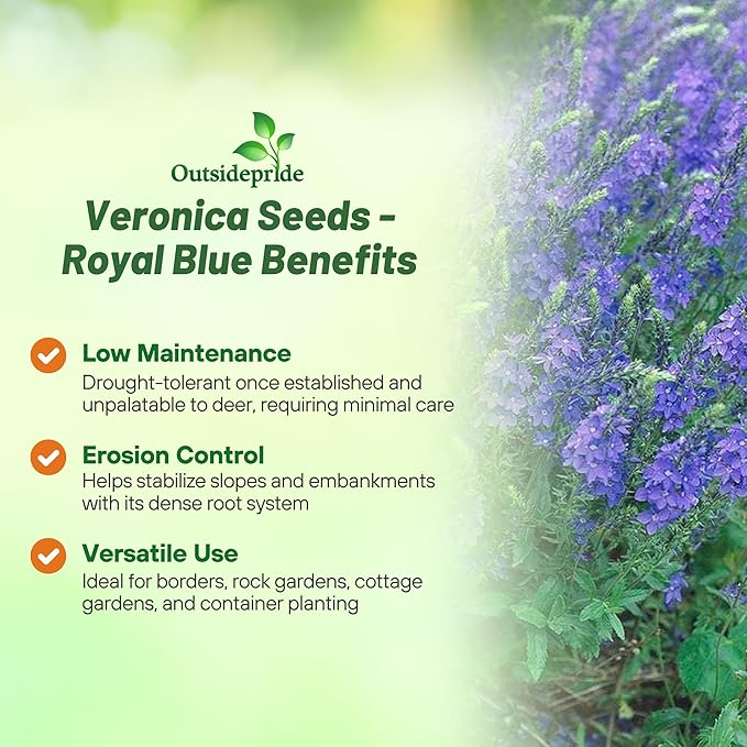Outsidepride Royal Blue Speedwell Veronica Seeds for Planting - 2000 Pcs Pollinator-Friendly Perennial Flowers w/Upright Spikes,Tall & Tidy Growth for Smaller Gardens, Containers, or Borders