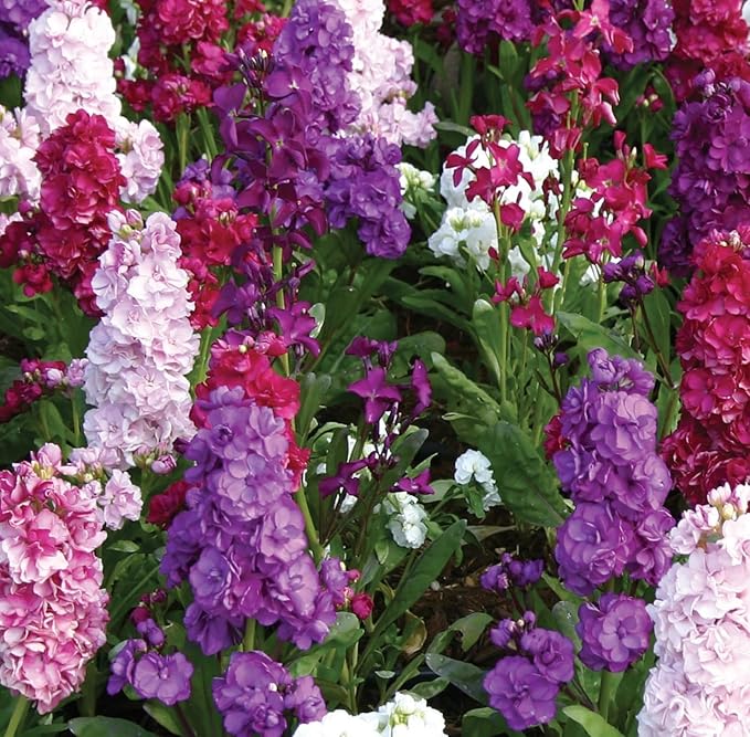 300+Annual Matthiola Stock Flower Seed for Planting Outdoor-Mixed Matthiola Incana Flower Plant for Garden Home Non-GMO