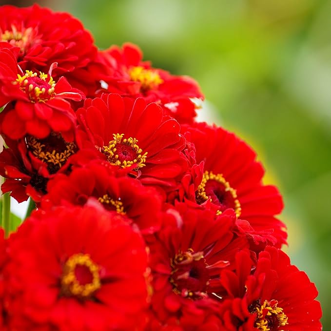 Eden Brothers Zinnia Seeds - Cherry Queen, Non-GMO Seeds for Planting, Packet | Low-Maintenance Flower Seeds, Plant During Spring, Zones 3, 4, 5, 6, 7, 8, 9, 10