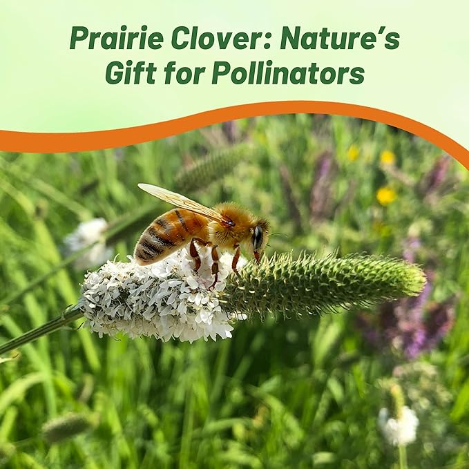 Outsidepride White Prairie Clover Seeds - 1000 Pcs Perennial Seeds for Planting, Easy to Grow, Drought & Heat Tolerant, High Protein Forage for Livestock, Ideal for Meadow Gardens, & Xeriscaping