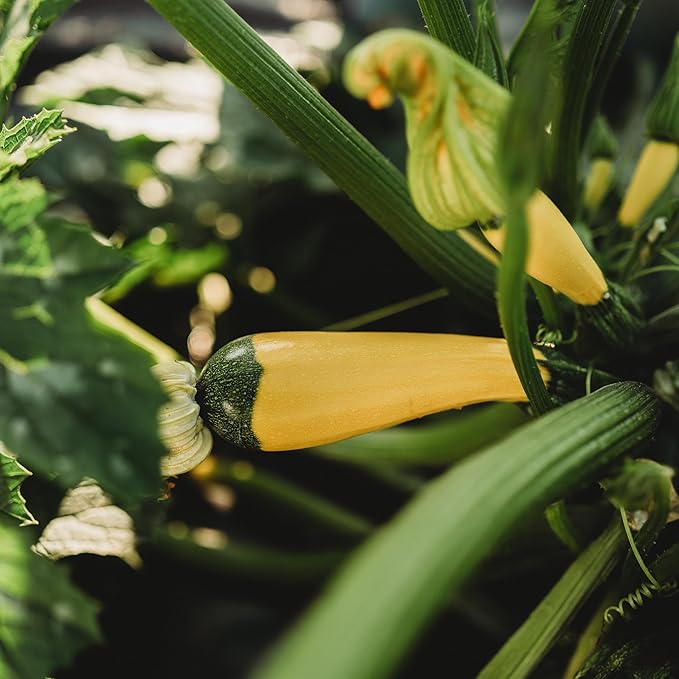 Golden Zucchini - 25 Seeds - Heirloom Yellow Zucchini Variety, Non-GMO Heirloom Zucchini Seeds for Planting Outdoors in The Home Garden, Thresh Seed Company