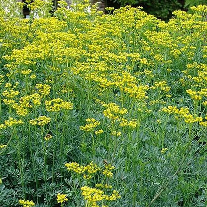Ruta Graveolens Rue Seeds – 0.25 Oz (~3,500 Seeds) – Heirloom, Non-GMO Herb for Ornamental Use, Insect Control, Drought-Tolerant Perennial with Yellow Flowers