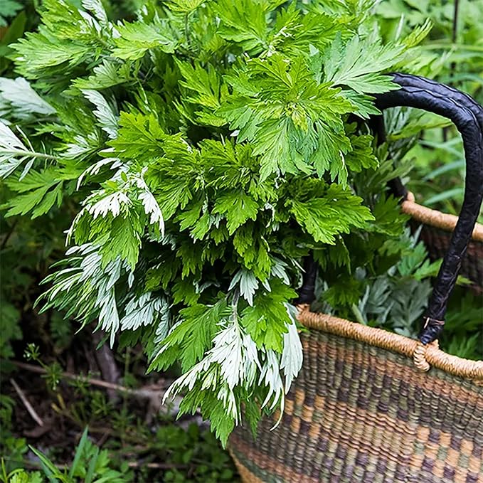 QAUZUY GARDEN 100 Mugwort Seeds (Artemisia Vulgaris) Wild Riverside Wormwood | Premium Organic Non-GMO Heirloom Herb Seeds | Fragrant & Attract Pollinators