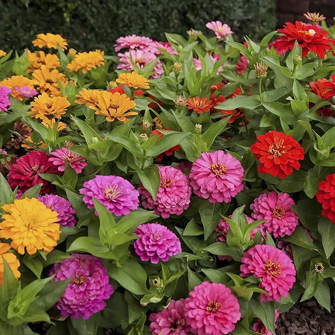 Mixrug Mixed Zinnia Seeds for Planting, 1000pcs Rare Colorful Perennial Zinnia Flowers Seeds Plants, Non-GMO Heirloom Open Pollinated Beauty Home Garden Flowers for Outdoors