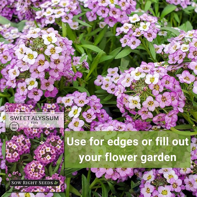 Sow Right Seeds - Sweet Pink Alyssum Seeds for Planting - Non-GMO Heirloom Annual or Short-Lived Perennial Blooms - Easy to Grow, Attracts Pollinators - Ideal for Borders, Containers, Ground Cover (4)