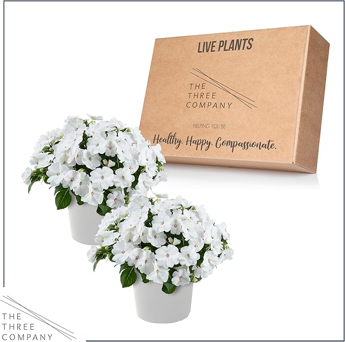 Live Flowering New Guinea Impatiens - White (2 Plants Per Pack), Beautiful Shade Flowers, 12" Tall by 5" Wide in 1 Qt Pot