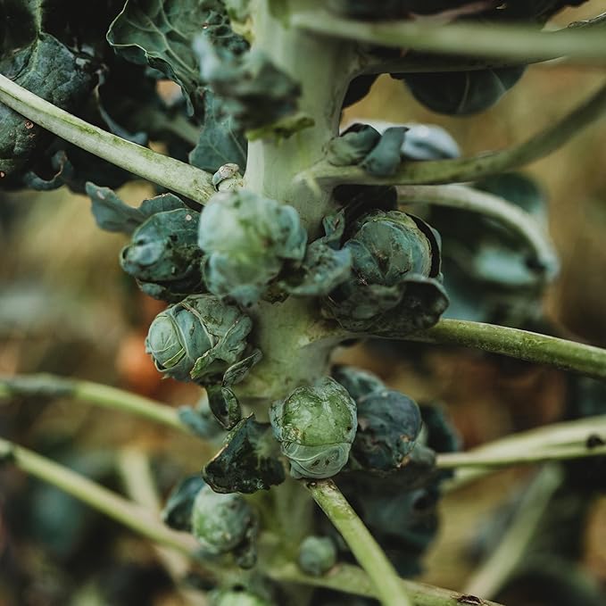 Long Island Improved Brussels Sprouts - 100 Seeds - Heirloom & Open-Pollinated Variety, Non-GMO Vegetable Seeds for Planting Outdoors in The Home Garden, Thresh Seed Company
