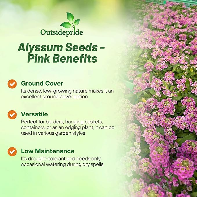 Outsidepride Easter Bonnet Deep Pink Alyssum Seeds - 2000 Pcs Annual, Drought-Tolerant & Pollinator-Friendly Ground Cover Seeds w/Fragrant Honey Blooms for Low-Growing Xeriscaping & Outdoor Planting