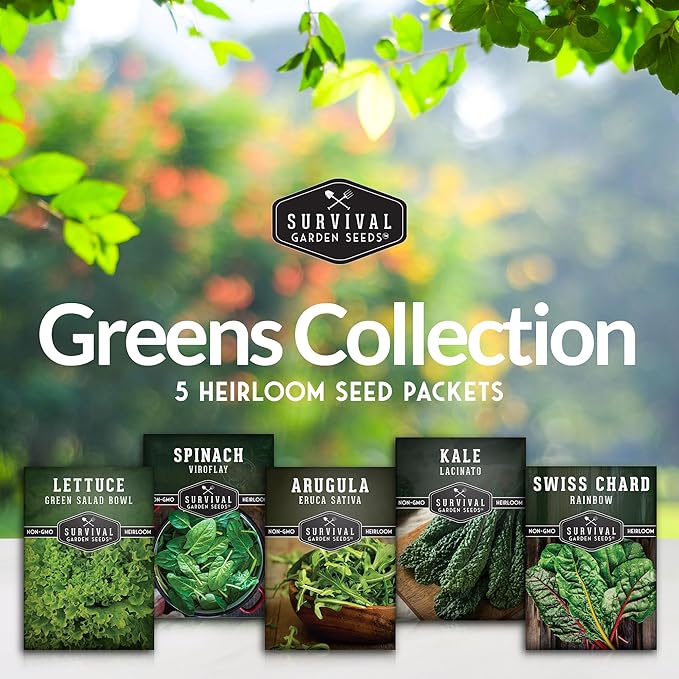 Survival Garden Seeds 5 Greens Collection Seed Vault – Grow Non-GMO Heirloom Green Leafy Vegetables – Viroflay Spinach, Arugula, Lacinato Kale, Salad Bowl Lettuce & Rainbow Swiss Chard Seed