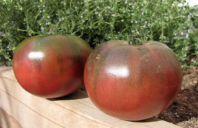 Seeds Black Elephant Tomato - Heirloom Vegetable - GMO Free