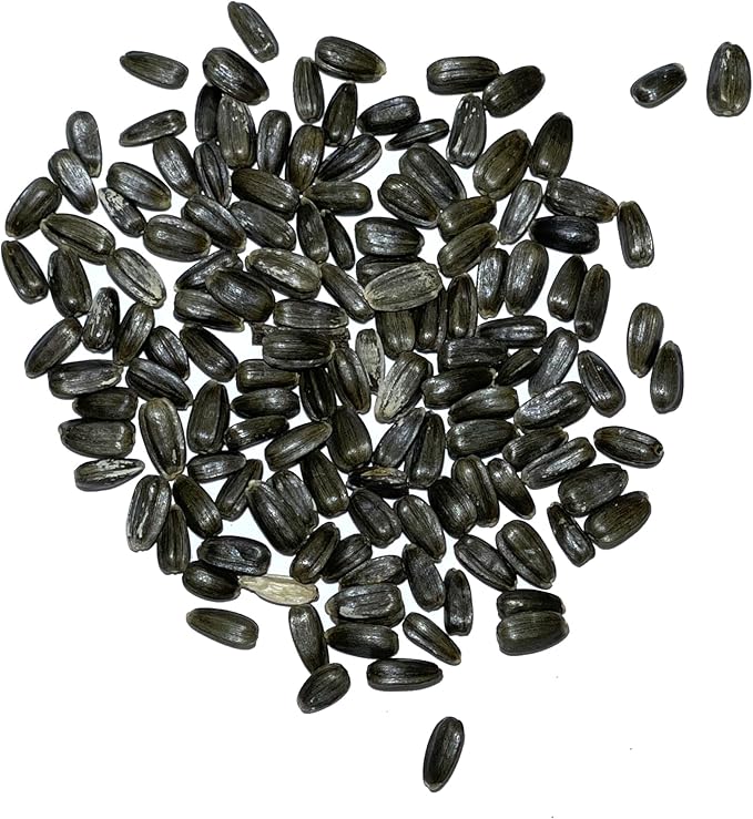 Seed Needs Sunflower Seeds for Planting Dwarf Teddy/Dwarf Sungold Sunflowers - Heirloom & Open Pollinated Flower Seed to Plant a Butterfly Garden (2 Packs)