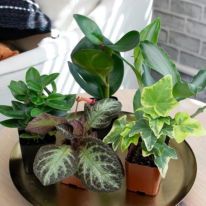 Easy to Grow Houseplants (12 Pack) Live House Plants in Plant Containers, Growers Choice Plant Set in Planters with Potting Soil Mix, Home Décor Planting Kit or Outdoor Garden Gifts by Plants for Pets