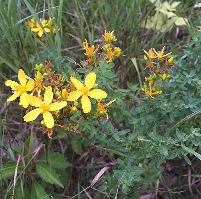 Frozen Seed Capsules - St. John's Wort (Hypericum perforatum) - Grow Now or Store for Future Planting - Capsule of 200 Seeds