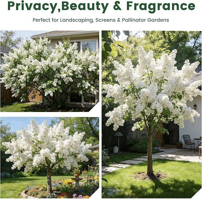 White Japanese Lilac Tree Seeds - 100 Non-GMO Heirloom Seeds for Planting, Fragrant Flowering Tree for Pollinator Gardens, Landscaping & Privacy Screens, USDA Zones 3-7