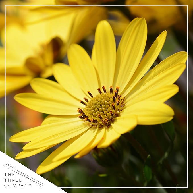 Live Flowering Osteospermum Plant - Yellow (2 Plants Per Pack), Beautiful African Daisies, Early Spring Color, 12" Tall by 5" Wide in 1 Qt Pot
