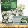 Outsidepride Achillea Millefolium Wild White Yarrow Seeds - 5000 Pcs Perennial Flower Seeds, Drought Resistant, Low Maintenance & Easy Planting for Beautiful Garden & Fireflies Attraction