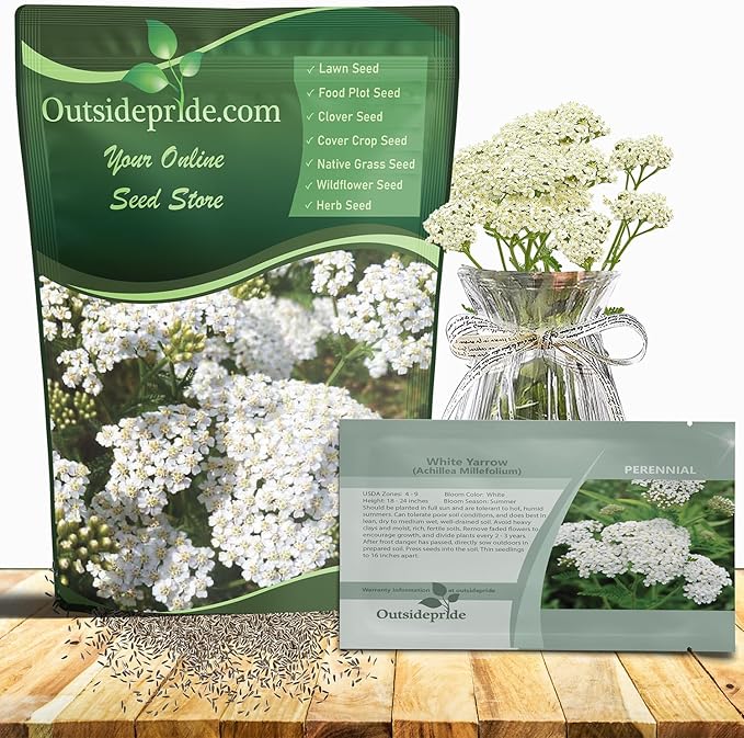 Outsidepride Achillea Millefolium Wild White Yarrow Seeds - 5000 Pcs Perennial Flower Seeds, Drought Resistant, Low Maintenance & Easy Planting for Beautiful Garden & Fireflies Attraction