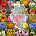 Eden Brothers Illinois Wildflower Mixed Seeds for Planting, 1/4 lb, 120,000+ Seeds with Cosmos, Blanket Flower | Attracts Pollinators, Plant in Spring or Fall, Zones