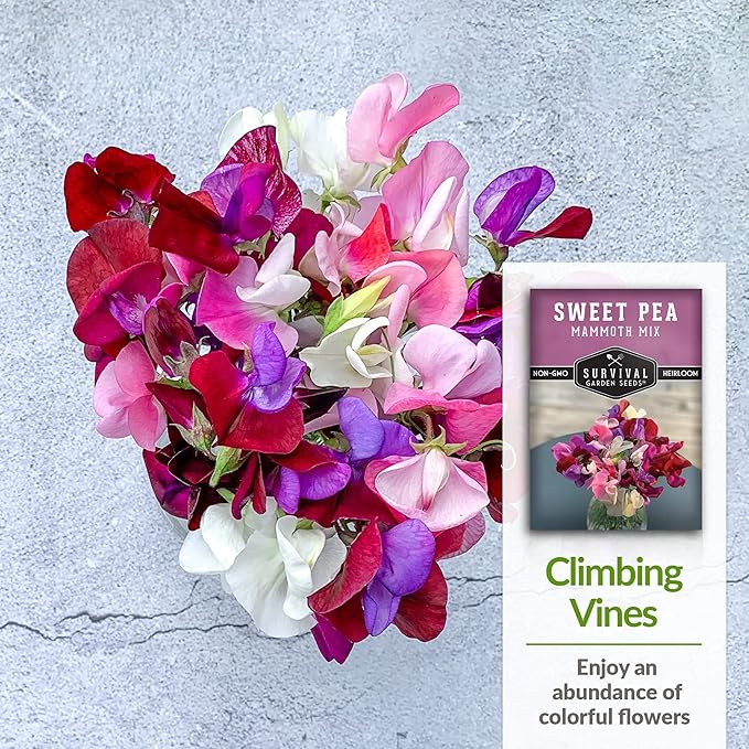 Mammoth Mix Sweet Pea Seeds for Planting – Heirloom Sweet Pea Variety with Giant Fragrant Flowers on Tall Climbing Vines for Trellises and Fences – Survival Garden Seeds (1 Pack)