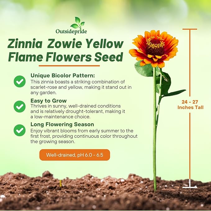 Outsidepride Zinnia Elegans Zowie Yellow Flame Seeds – 30 Pieces Annual, Heat & Drought Tolerant, Zinnia Flower Seeds w/Bicolor Blooms, Pollinator-Friendly for Garden Beds & Landscapes (AAS Winner)