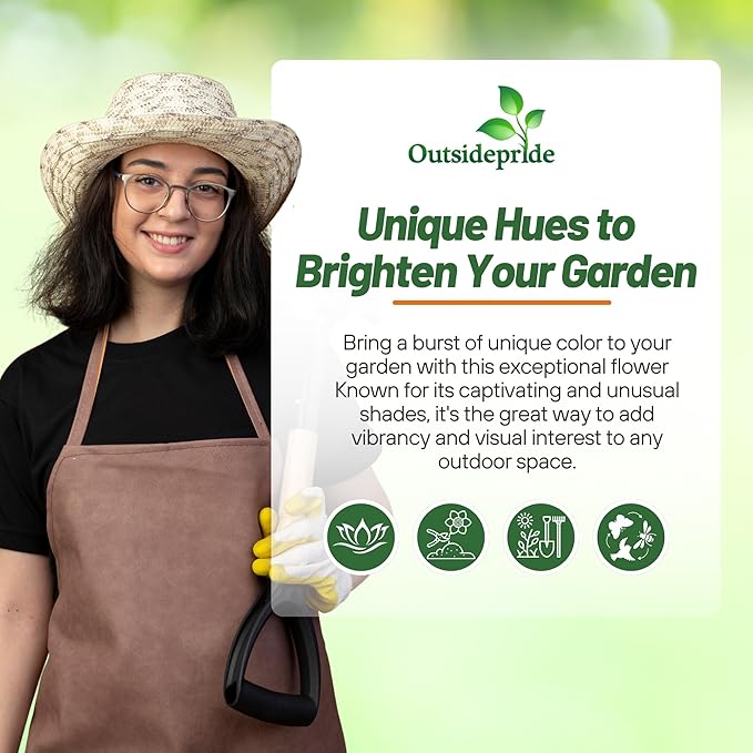 Outsidepride Snow Princess Calendula Seeds - 200 Pcs Annual Edible Flower Seeds for Planting for Dishes & Wellness Uses, with Vibrant Blooms for Cut Flower, Container, & Pollinator Gardens