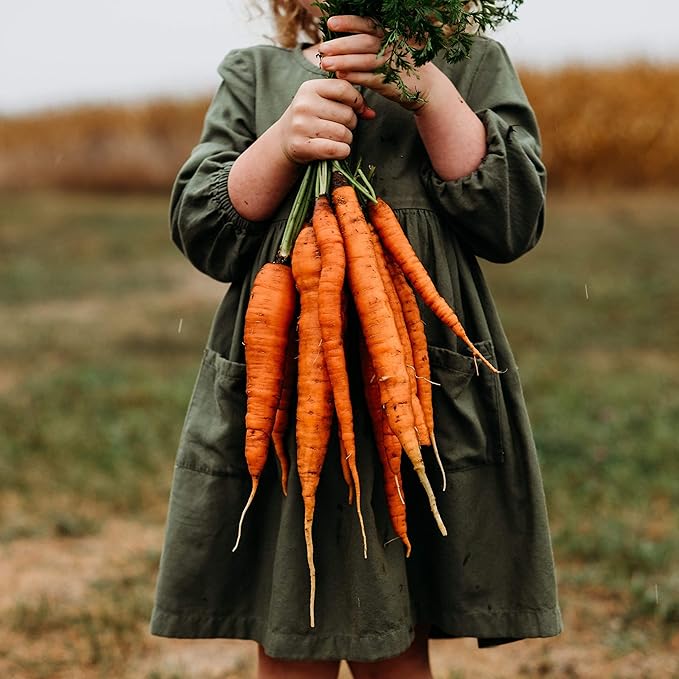 Kuroda Heirloom Carrot - 150 Seeds - Heirloom & Open-Pollinated Variety, Non-GMO Vegetable Seeds for Planting Indoors or Outdoors in Containers or The Home Garden, Thresh Seed Company