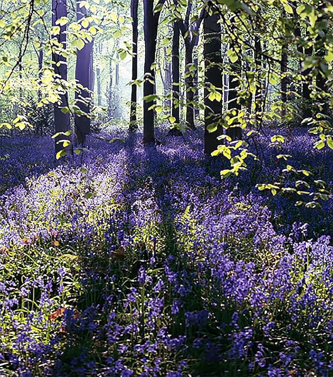 50 English Bluebell Bulbs - Hyacinthoides Non-scripta, Classic Woodland Spring Flowers, Ideal for Naturalizing and Shade Gardens