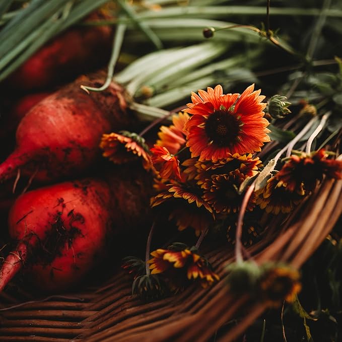 Blanket Flower Perennial Wildflower - 100 Seeds - Drought Tolerant Wildflower, Pollinator-Friendly, Perennial Flower Seeds for Planting Outdoors in The Home Garden, Thresh Seed Company