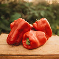 Napoleon Sweet Red Bell Pepper - 25 Seeds - Rare Heirloom & Open-Pollinated Variety, USA-Grown, Non-GMO Vegetable Seeds for Planting Outdoors in The Home Garden, Thresh Seed Company