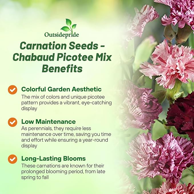 Outsidepride Picotee Mix Carnation Seeds - 1000 Pcs Perennial, Easy to Grow Flower Seeds for Planting with Fragrant Blooms, Ideal for Pollinators, Cutting Gardens, Bouquets, & Floral Arrangements