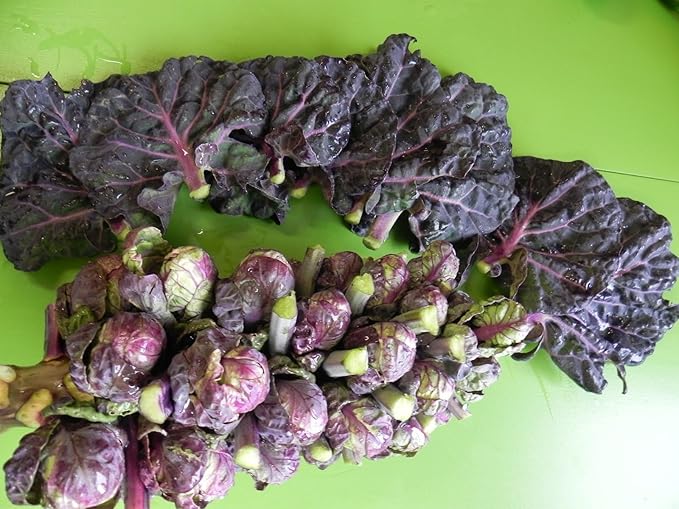 SeedsUP - 100+ Seeds Rosella Brussels Sprouts Cabbage - Vegetable Purple