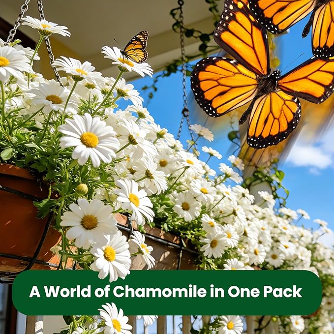 2300+ German Chamomile Seed Pack, Non GMO Heirloom Seeds for Planting, Herb Seed to Plant, Easy to Grow, High Germination, for Home Garden Indoor Outdoor