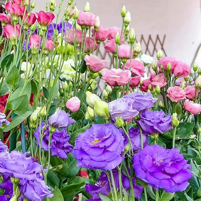 2000+ Lisianthus Seeds for Planting - 2 Pack Mixed Color Perennial Eustoma Grandiflorum Seeds for 2026, Thornless Rose Flowers Seed for Planting, Wildflower, Non-GMO, Garden, Indoor Blooms