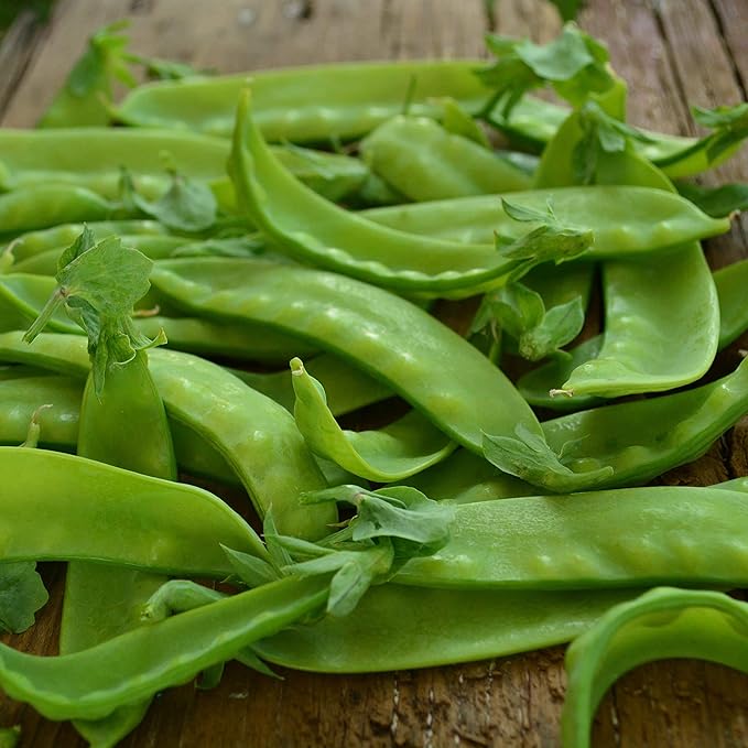 Green Beauty Snow Pea - 50 Seeds - Heirloom & Open-Pollinated Variety, Non-GMO Vegetable Seeds for Planting in The Home Garden, Thresh Seed Company