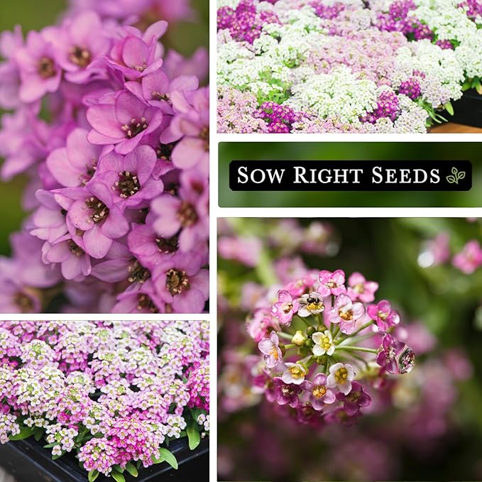 Sow Right Seeds - Sweet Pink Alyssum Seeds for Planting - Non-GMO Heirloom Annual or Short-Lived Perennial Blooms - Easy to Grow, Attracts Pollinators - Ideal for Borders, Containers, Ground Cover (1)