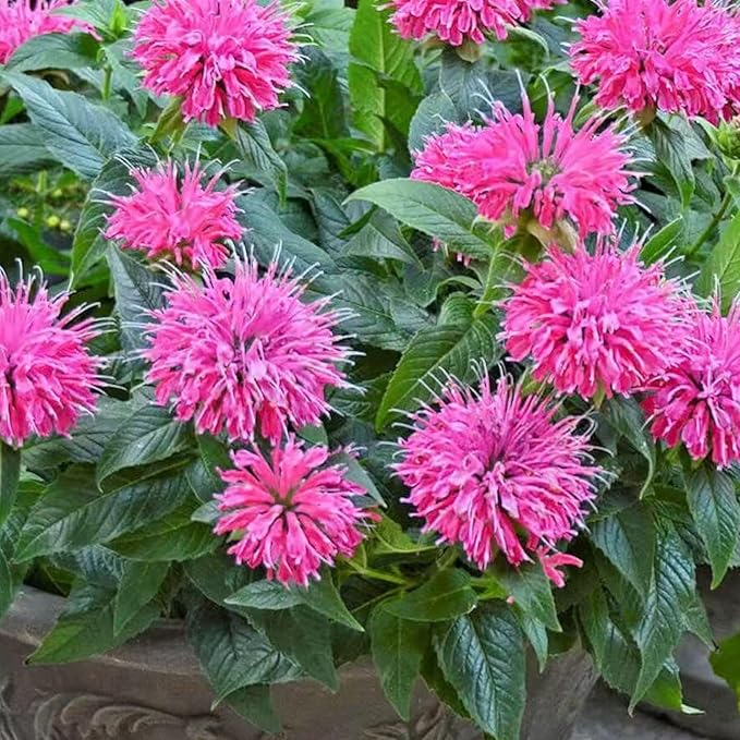 500 Pink Bee Balm Seeds – Vibrant Monarda Blooms for Pollinator-Friendly Gardens