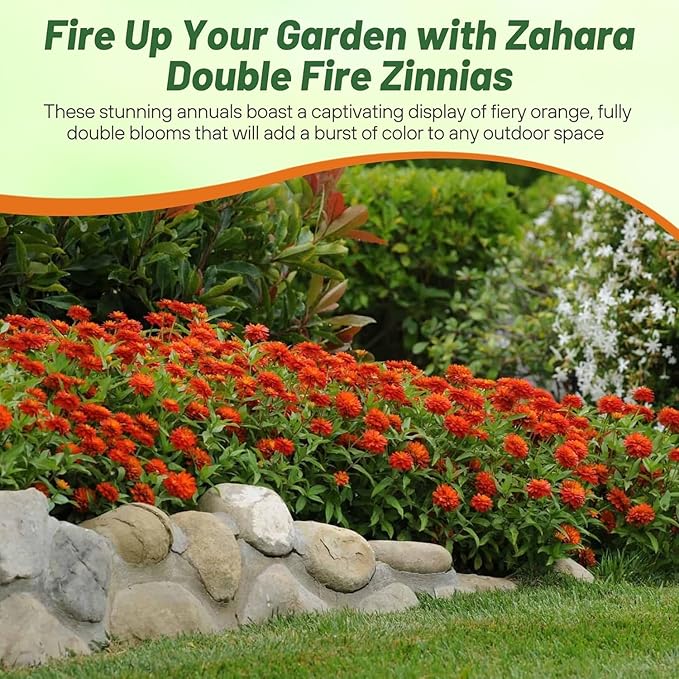 Outsidepride Marylandica Zahara Double Fire Zinnia Seeds for Planting Outdoors – 50Pcs Annual, Heat & Drought Tolerant, Butterfly-Attracting, Ideal for Plant Beds & Cut Flower Garden (AAS Winner)
